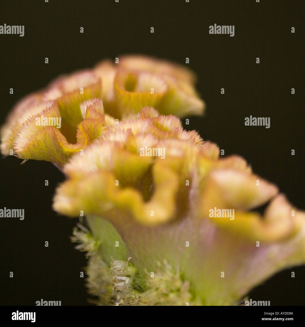 close up from a celosia Stock Photo