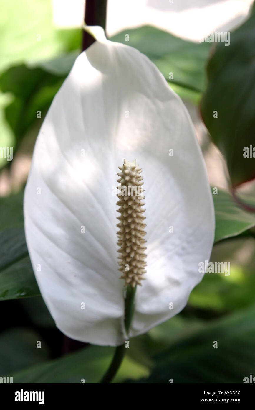 mauna loa spathiphyllum floribundum at Oxford's Botanical Gardens Stock Photo