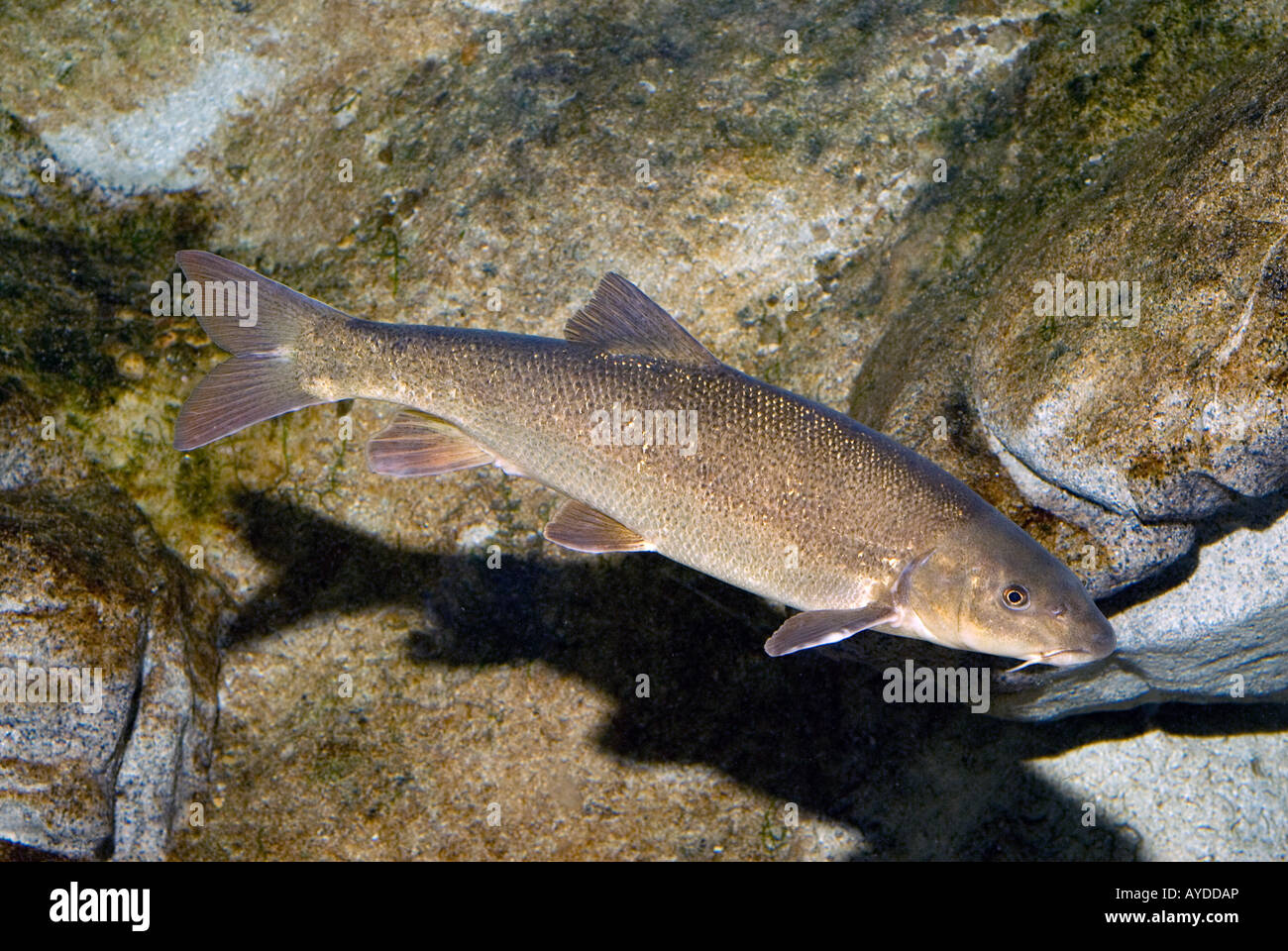 Barbus plebejus, barbel, Ciprinidae, freshwater fish, Italy Stock Photo