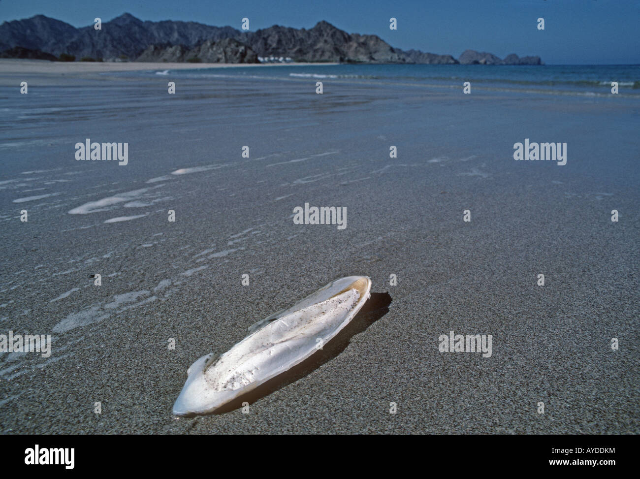 Cuttlefish shell washed up on beach Oman Stock Photo