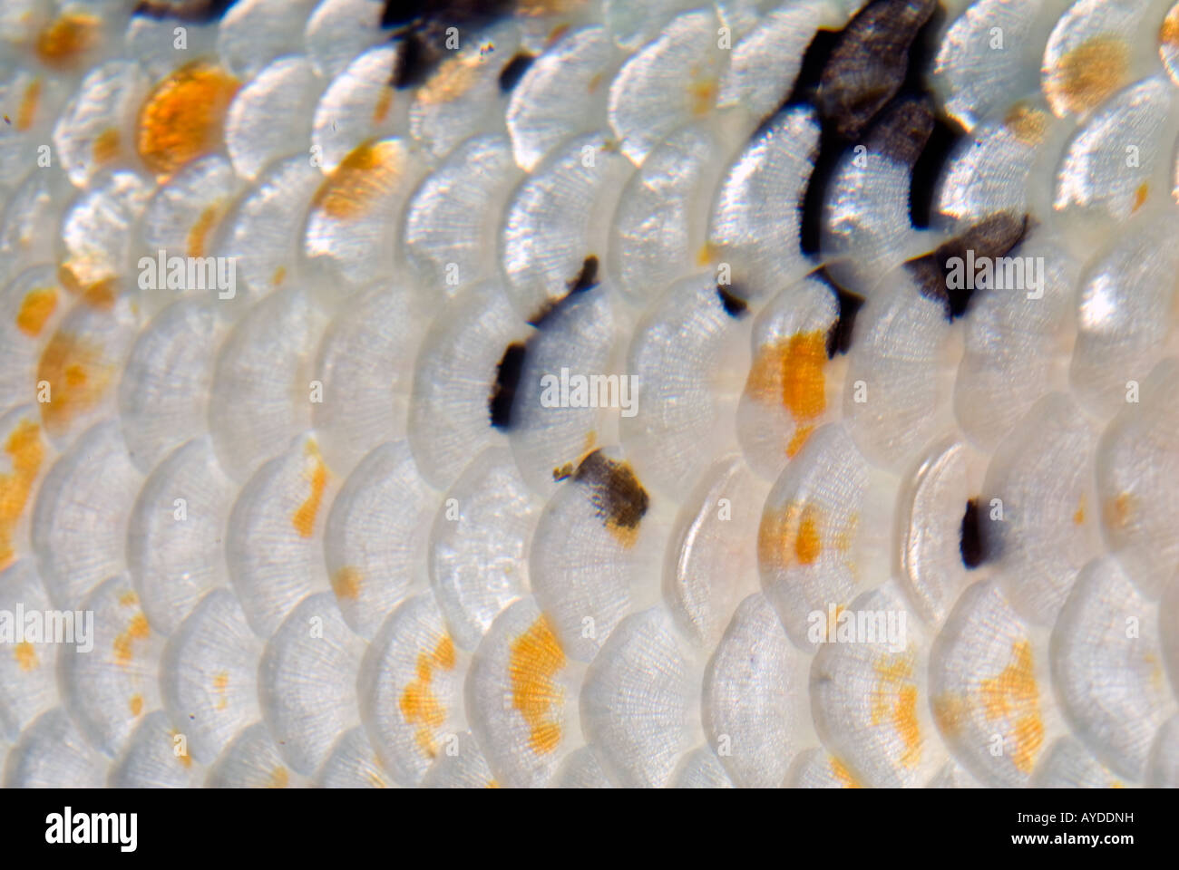 Koi Carp (Cyprinus carpio), scales Stock Photo - Alamy
