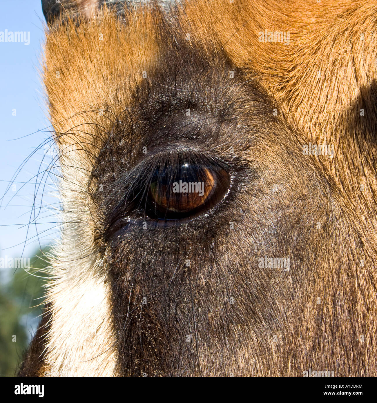 Sable Antelope - Hippotragus niger Stock Photo
