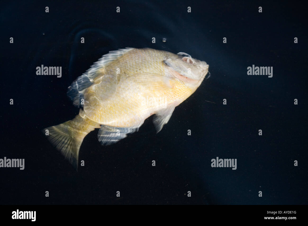 Dead goldfish hires stock photography and images Alamy