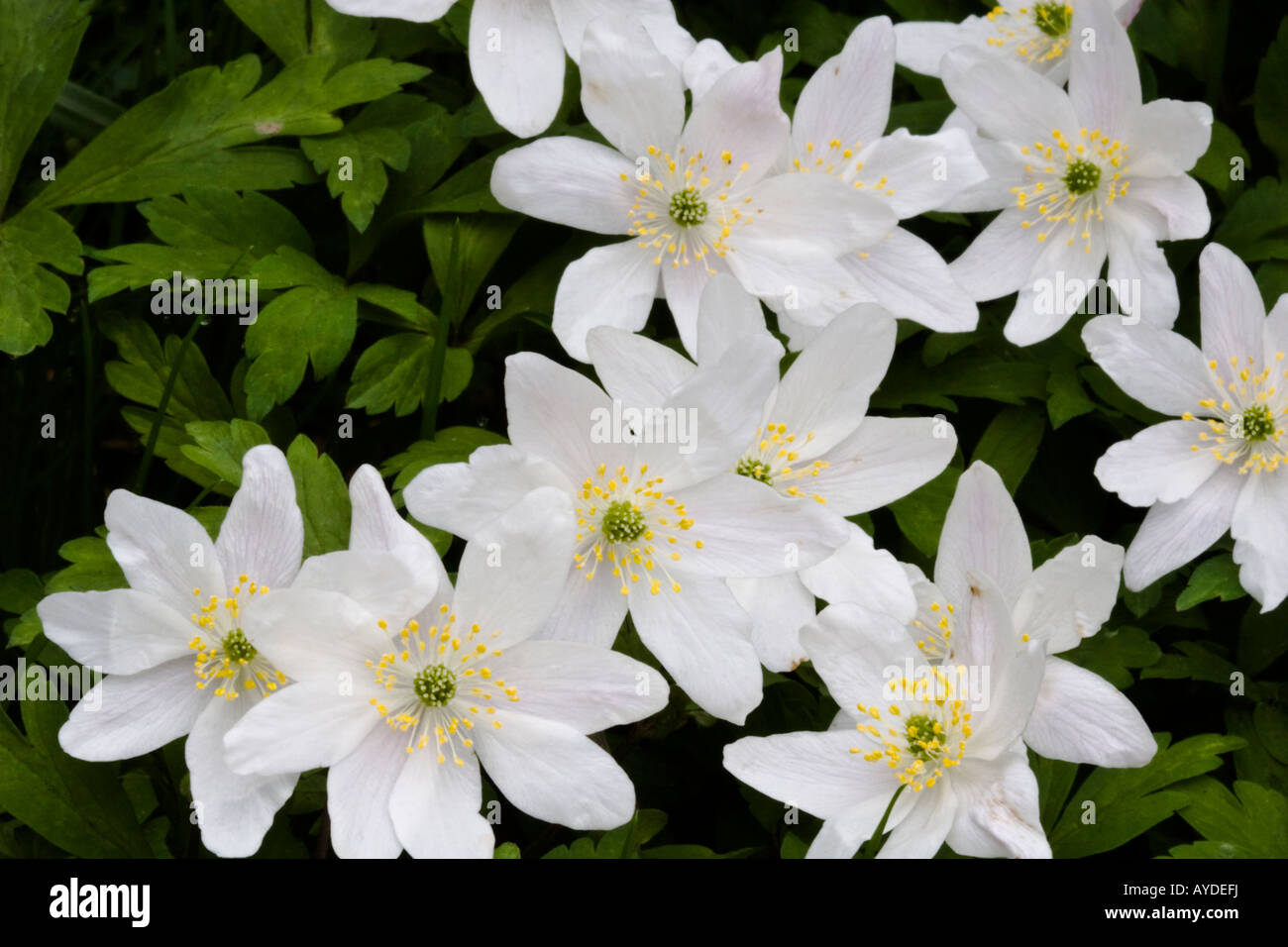 Wood anemone Anemone nemorosa flowers Stock Photo Alamy
