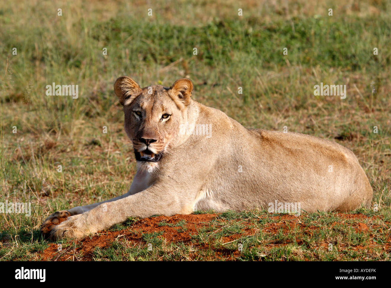 female lion panthera leo on the plain of entabeni game reserve welgevonden waterberg limpopo province south africa Stock Photo