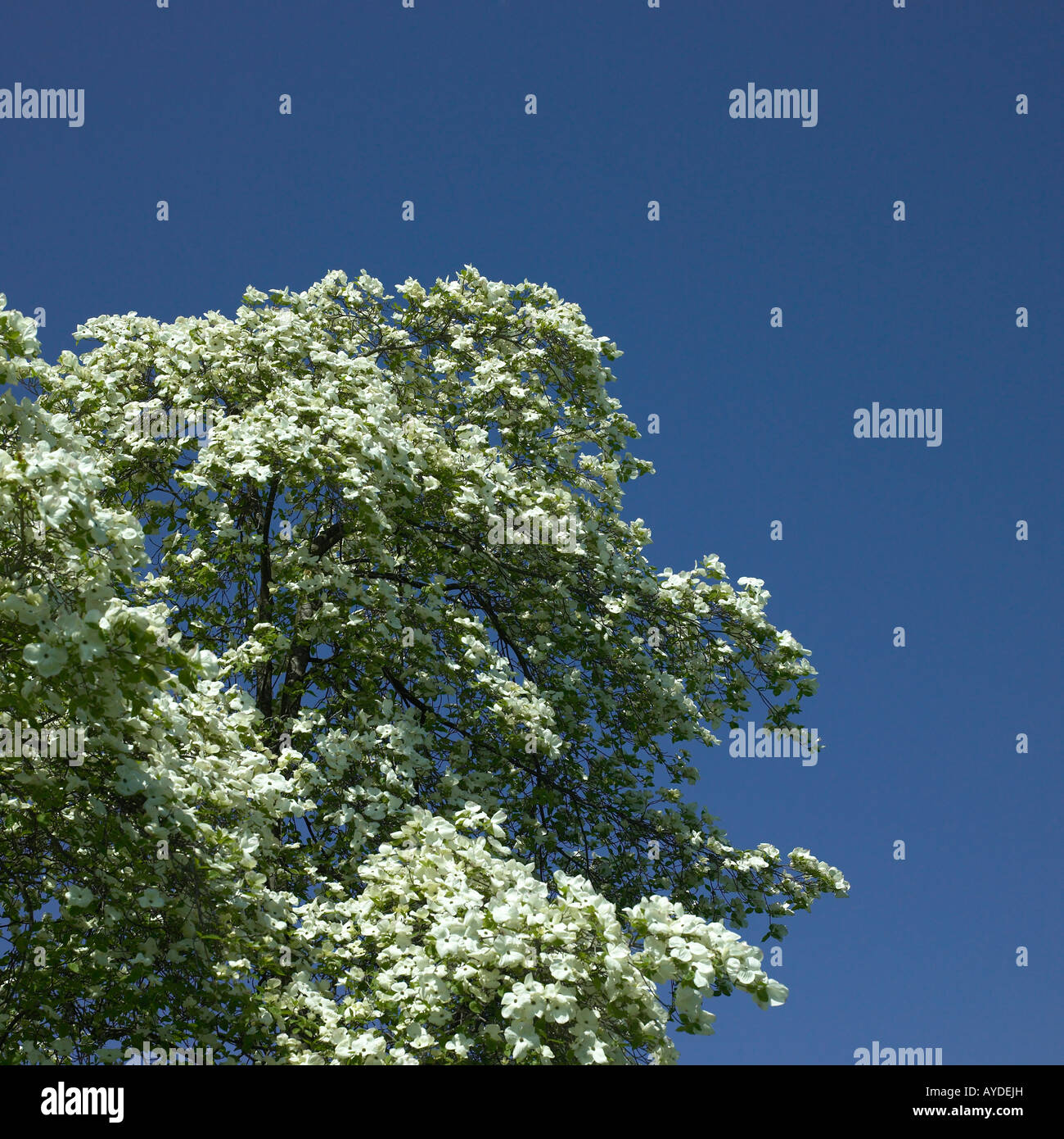 white blossoming tree Stock Photo