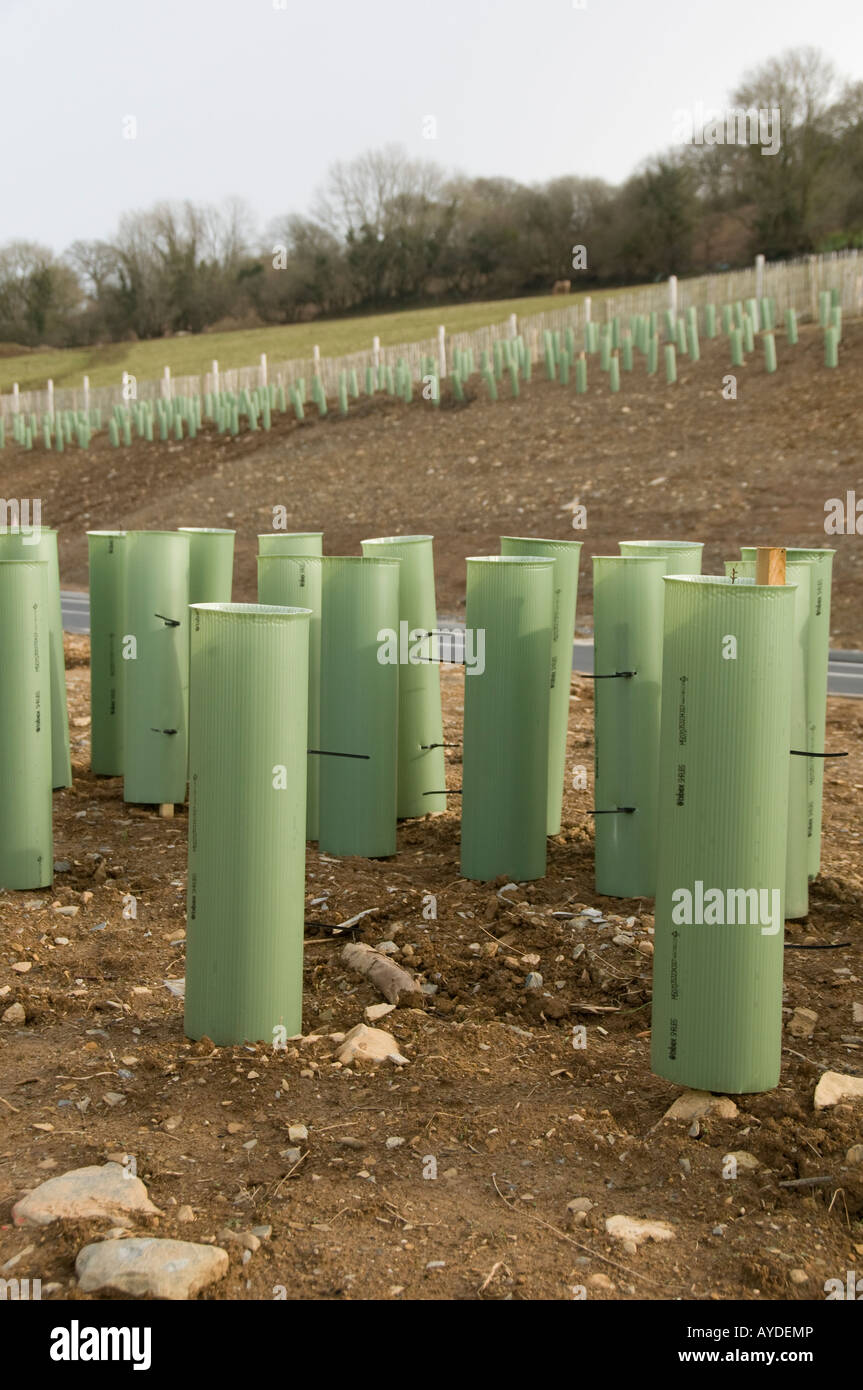 Green plastic tubes protecting young tree saplings from pest damage