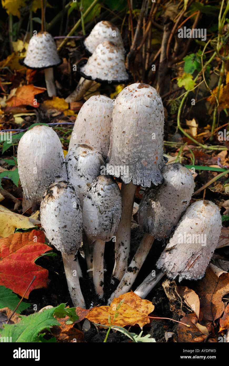 Cluster of shaggy ink cap mushrooms Coprinus comatus in autumn Ontario Stock Photo
