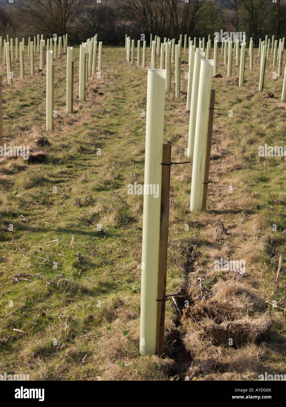 Tree Nursery - poly pipes protecting young trees Stock Photo