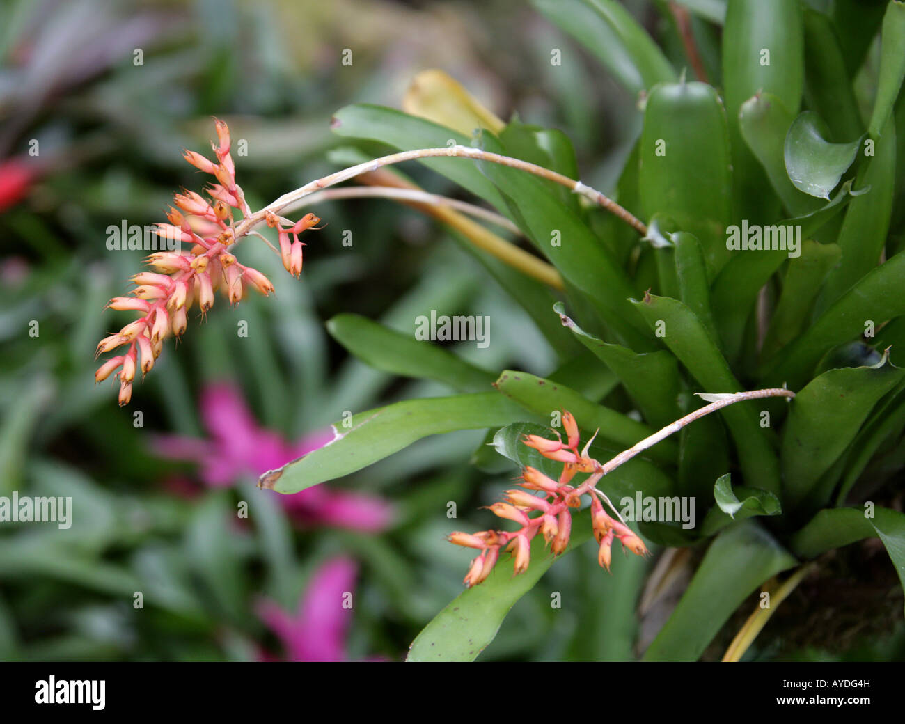 Aechmea winkleri, Bromeliaceae, bromeliad, Brazil, South America Stock Photo