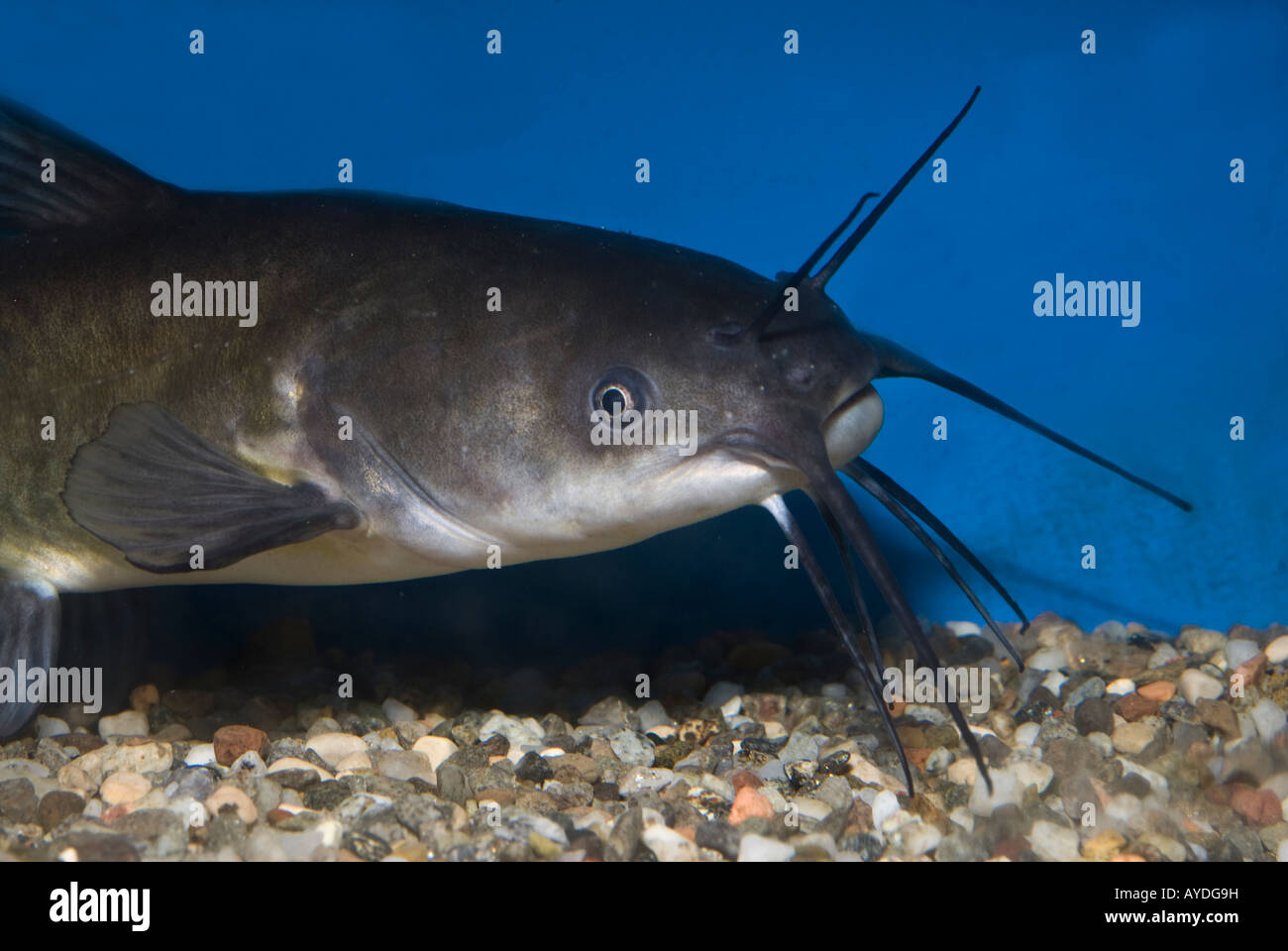 Black catfish hi-res stock photography and images - Alamy
