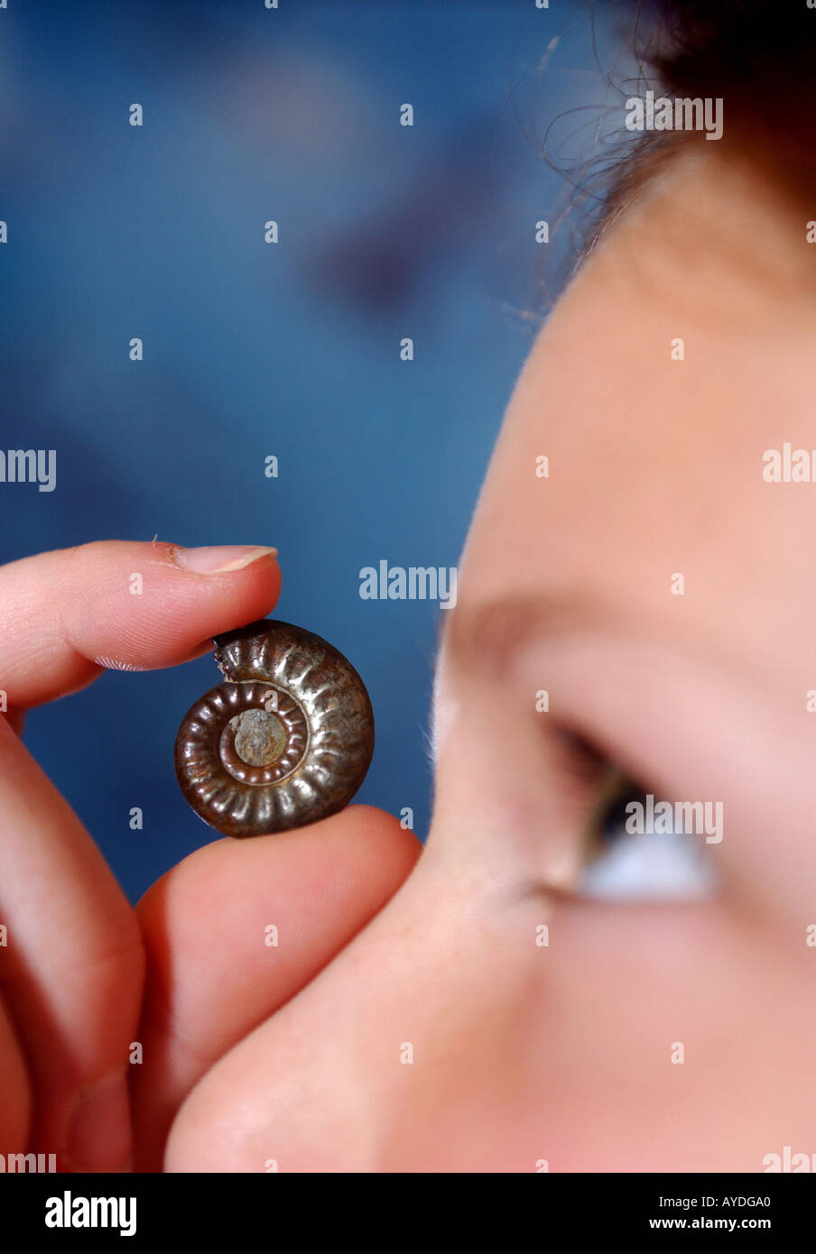 A young girl looking closely and examining a fossil picked up at Charmouth Heritage Centre in Dorset. Stock Photo