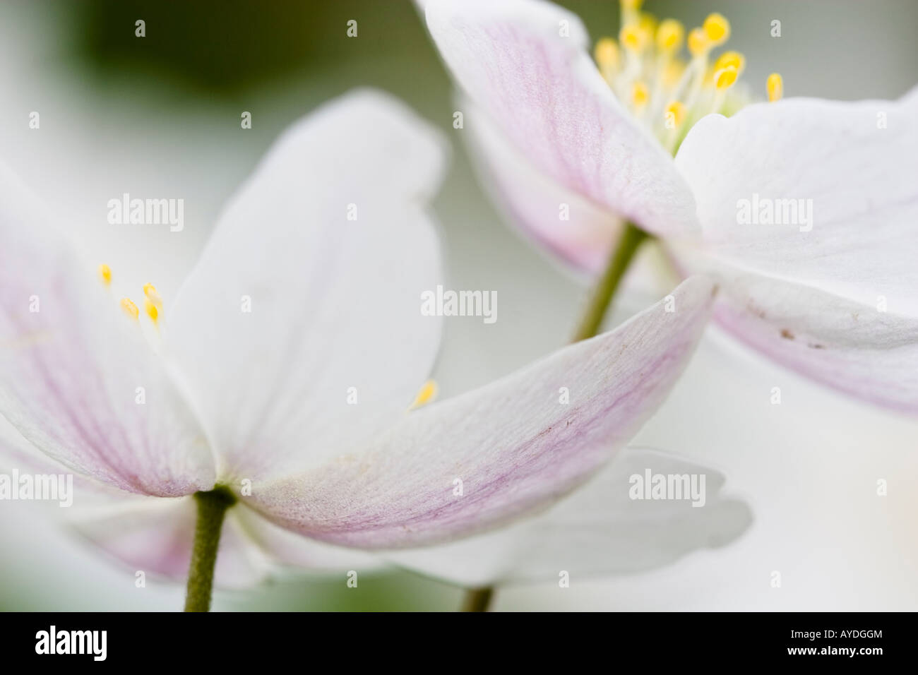 Wood anemone Anemone nemorosa flowers Stock Photo