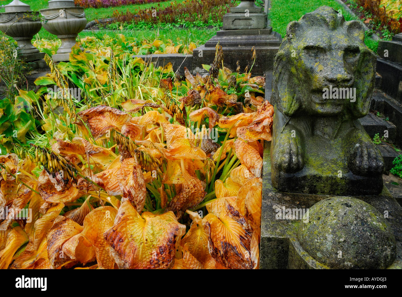 Wet stone lion sculpture in faded Fall garden with hostas in Ontario Stock Photo