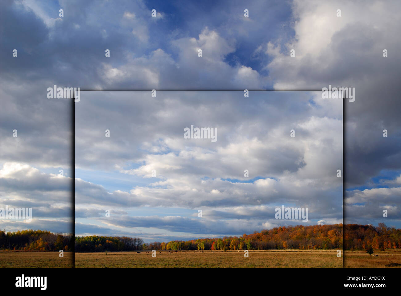 Picture in a picture postcard of cattle grazing at dawn with Fall colors Ontario Stock Photo