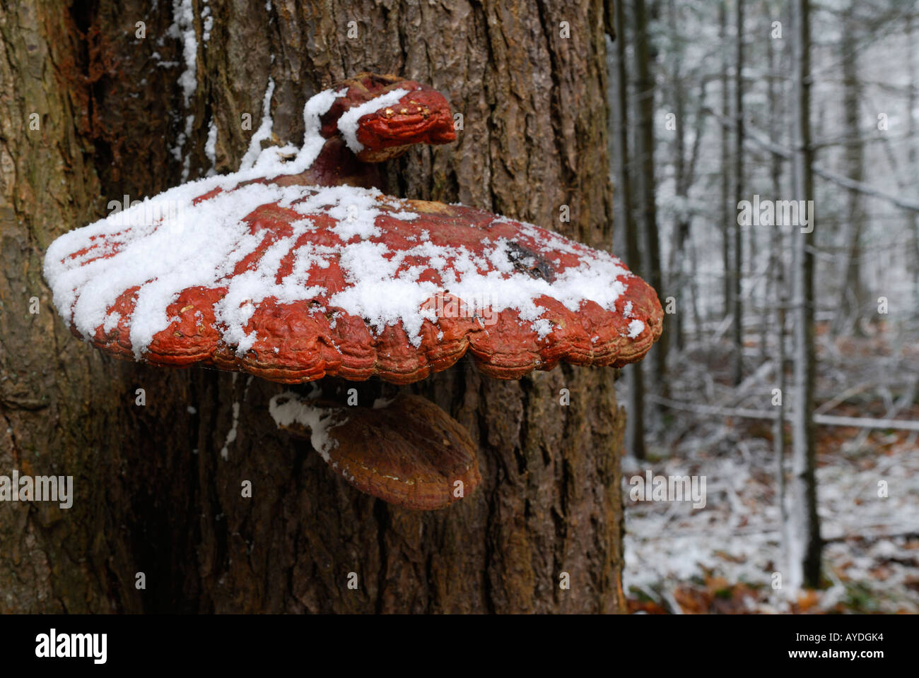 Red bracket fungus mushroom Fistulina hepatica on tree with fresh snow in an Ontario forest Stock Photo