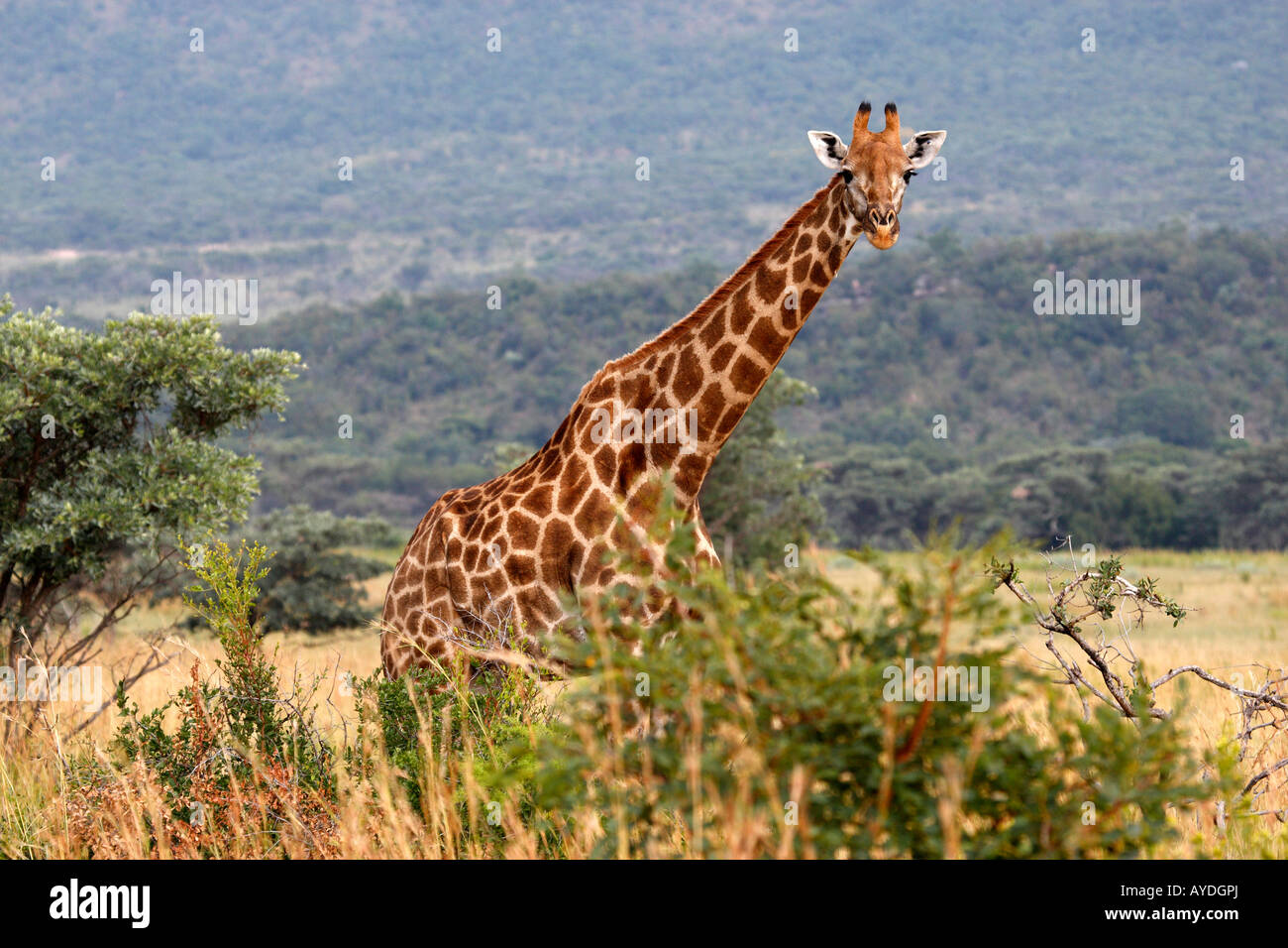 giraffe giraffa camelopardalis on the plain of entabeni game reserve welgevonden waterberg limpopo province south africa Stock Photo