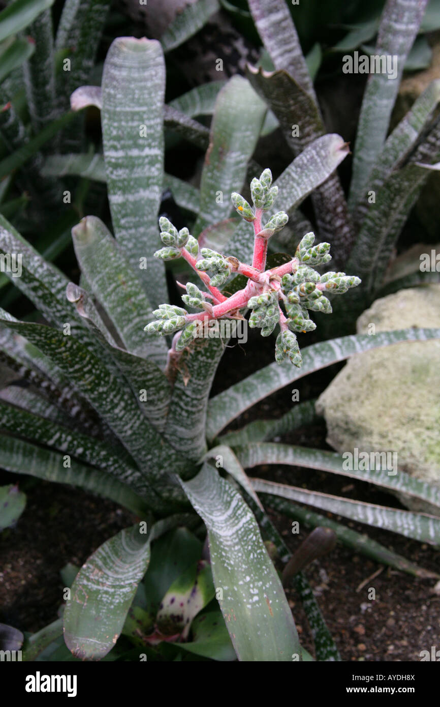 Hohenbergia correia-arauji, Bromeliaceae, bromeliad. Brazil, South America. Stock Photo