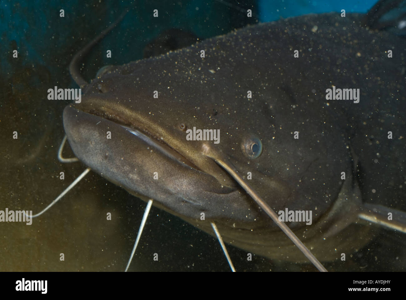 European catfish, Silurus glanis Stock Photo