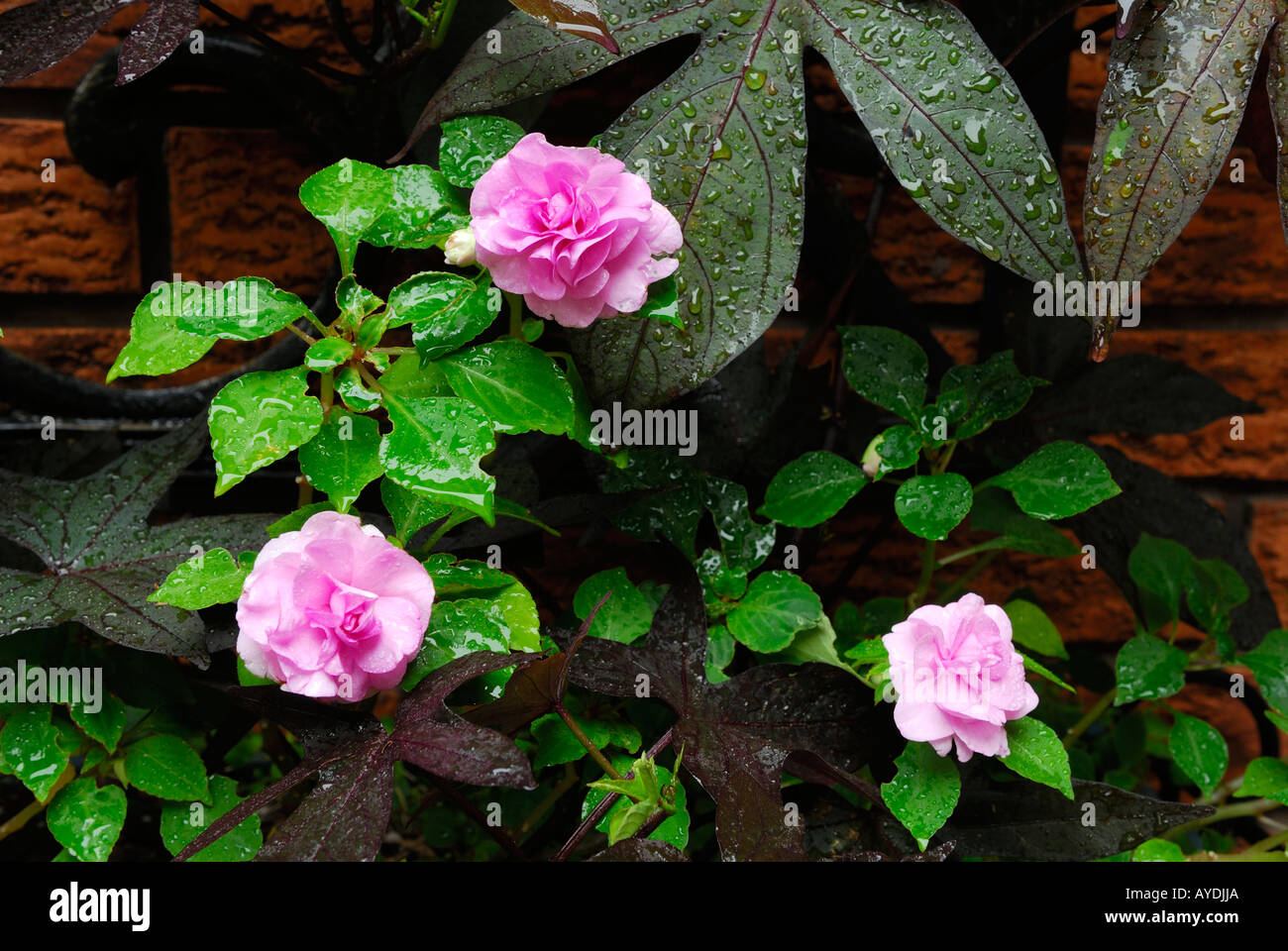 Three pink impatiens flowers and sweet potato vine after a rain Stock Photo