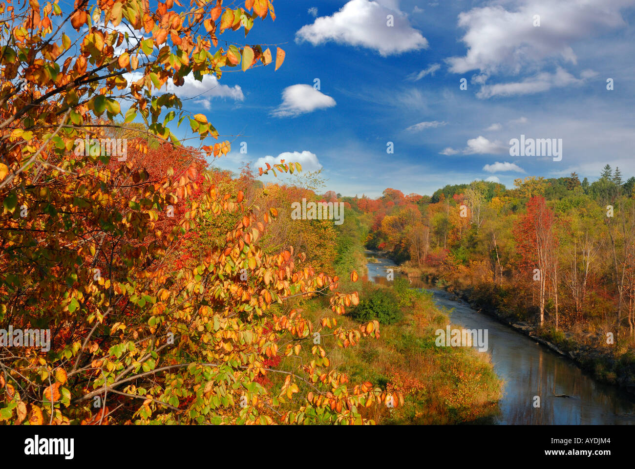 Fall colors changing leaf color along the Humber river Islington Avenue Toronto Stock Photo