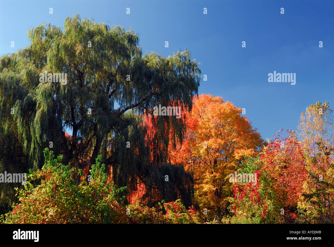 Giant willow tree with red maples in the Fall Stock Photo - Alamy