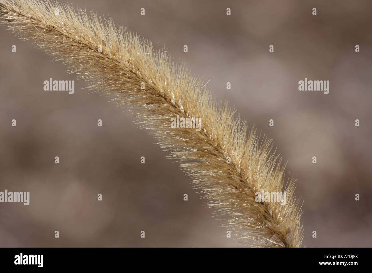 Foxtail Inflorescence Stock Photo