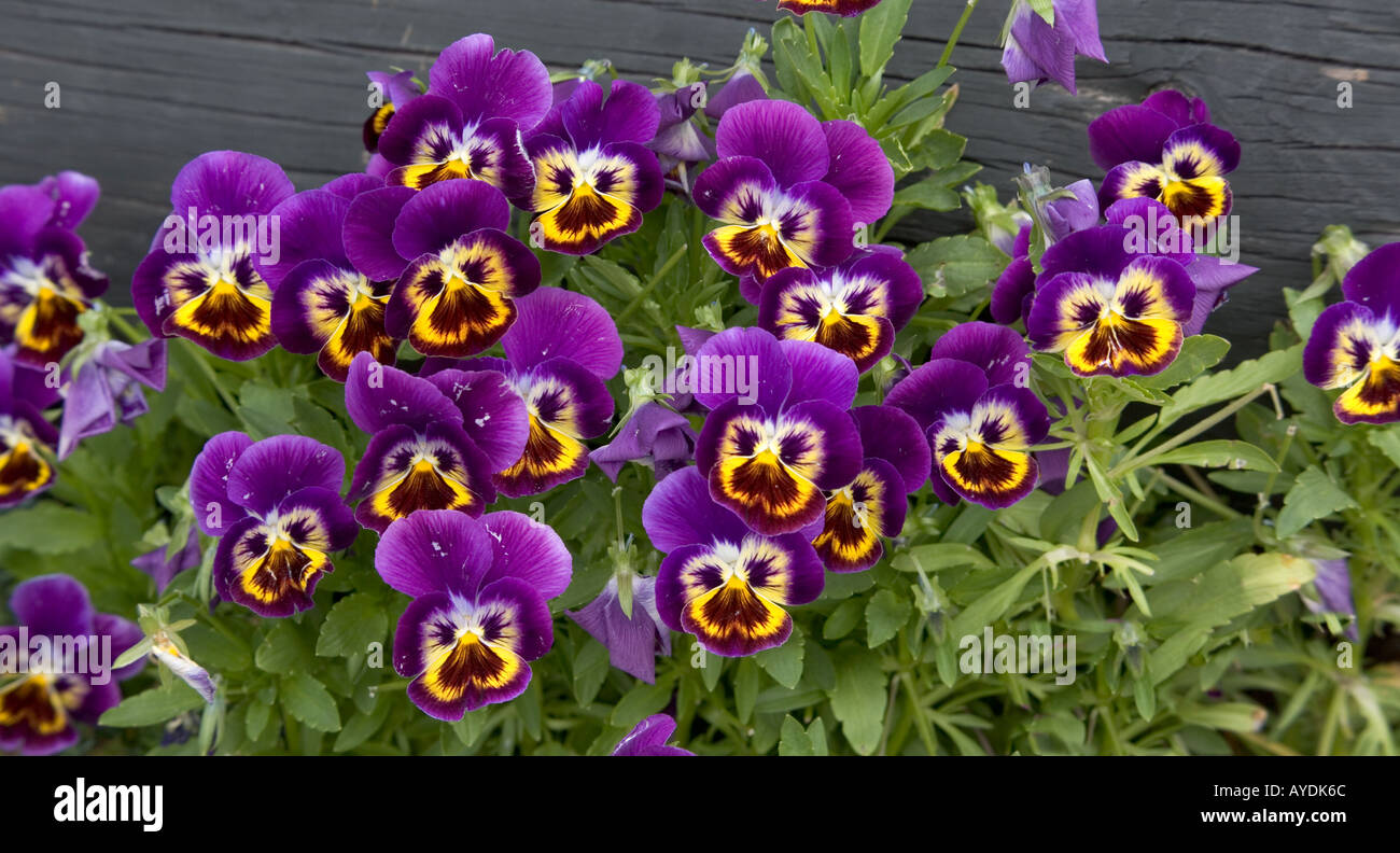 Cultivated pansies Stock Photo