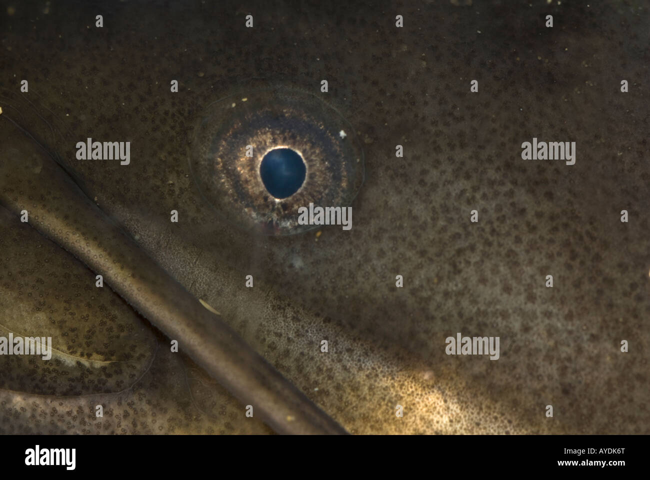 European catfish, Silurus glanis, close-up Stock Photo