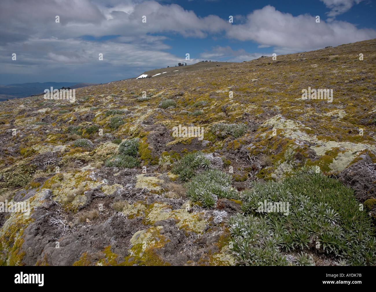 High altitude vegetation with cushion plants inc. vegetable sheep and Raoulia in The Obelisk or Old Man Range, New Zealand Stock Photo