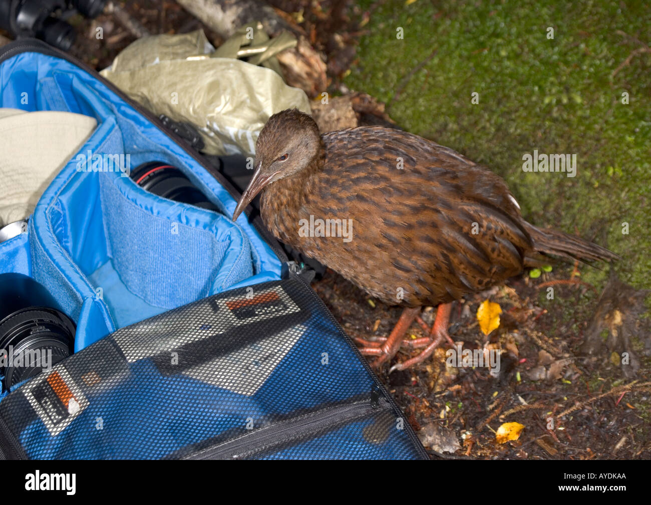 Weka (Gallirallus australis) an endemic flightless rail Stewart Island New Zealand Investigating camera bag Stock Photo