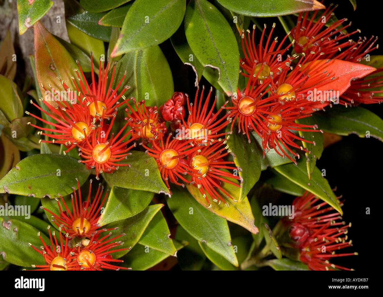 Southern Rata ( Metrosideros umbellata) in flower Stewart Island New Zealand Endemic Myrtaceae Stock Photo
