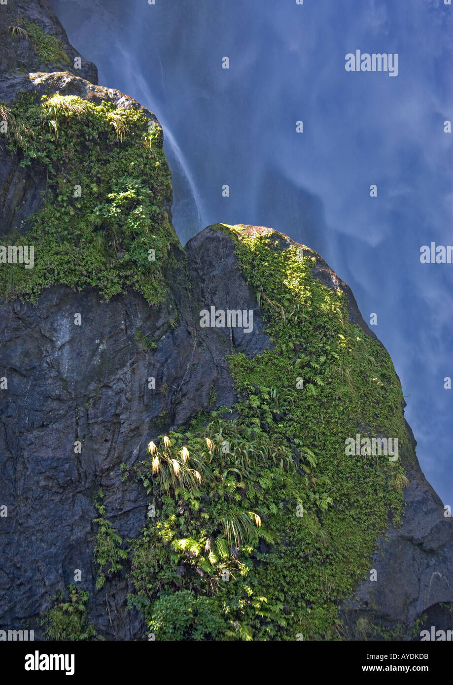 Water-tolerant plants by waterfall, Milford Sound Fiordland National Park South Island New Zealand Stock Photo