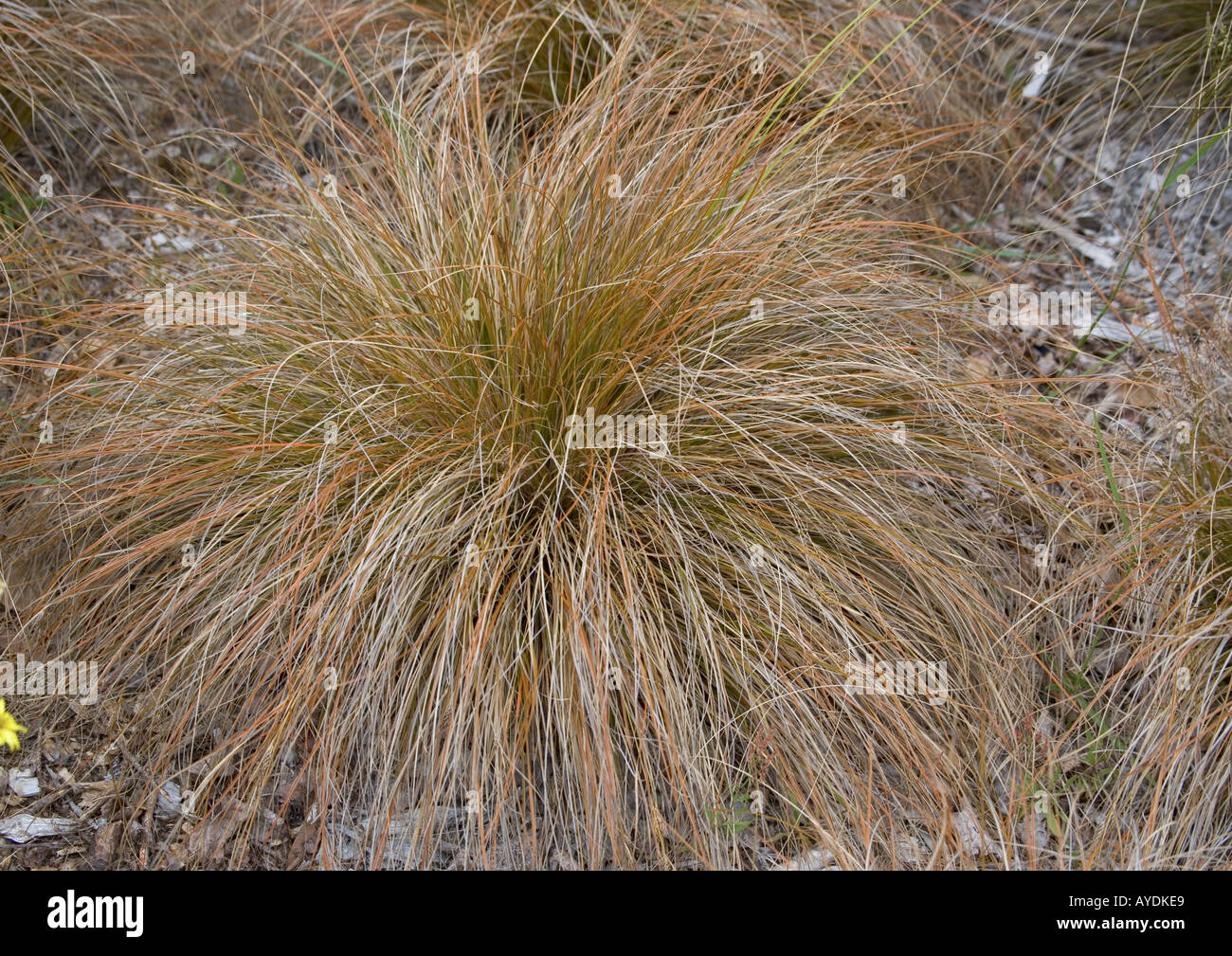 Tussock grass (Chionochloa rubra) South Island New Zealand Stock Photo