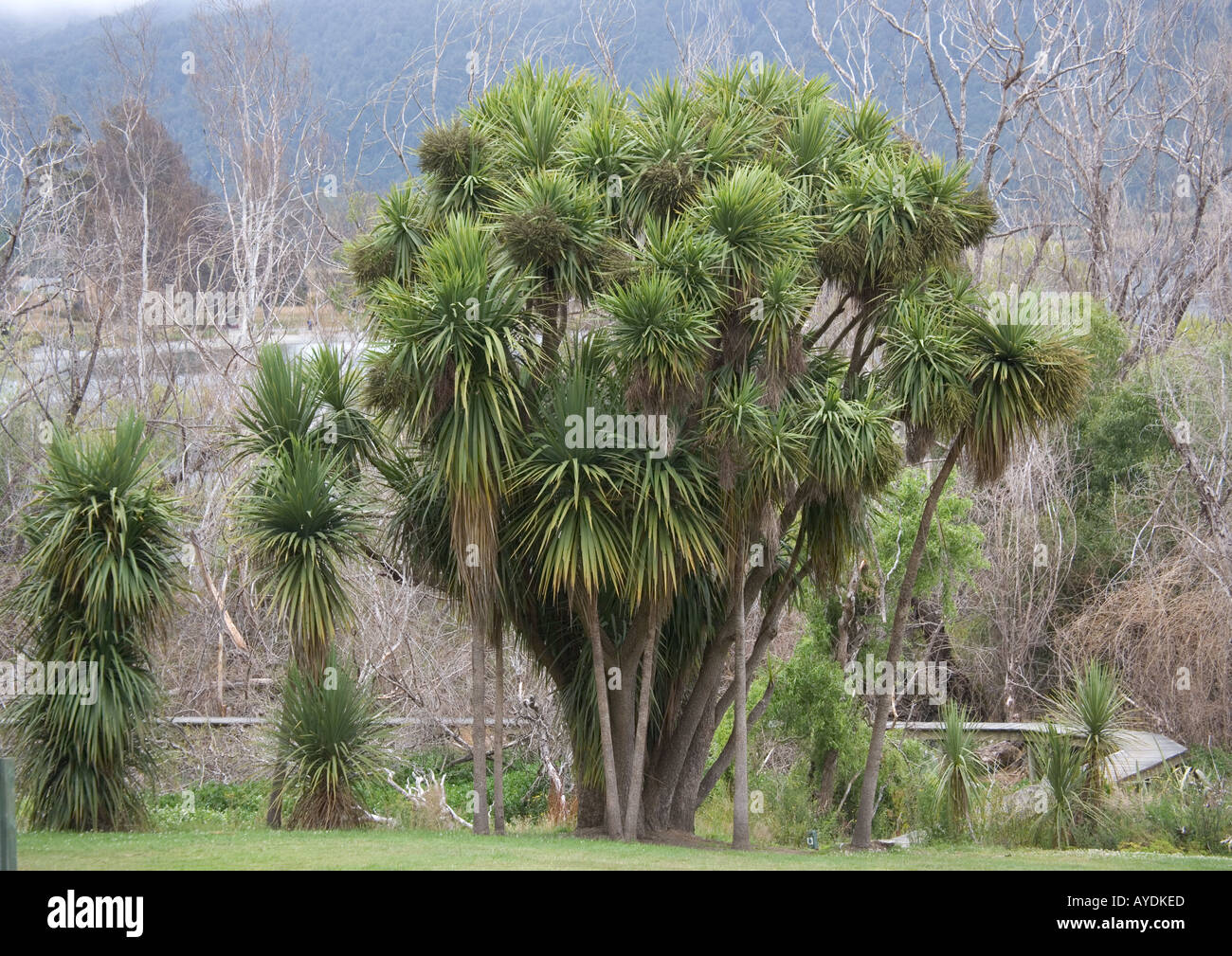 New Zealand Cabbage Tree South Island New Zealand Endemic Stock Photo