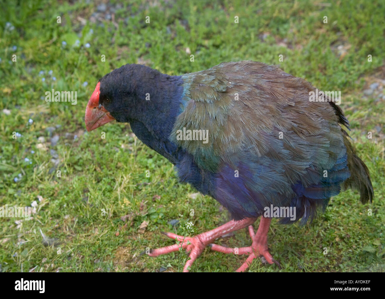 Takahe Endangered giant flightless rail South Island New Zealand Endemic Stock Photo