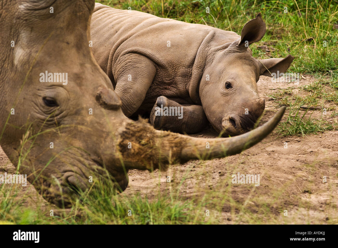 White Rhino and calf. Stock Photo