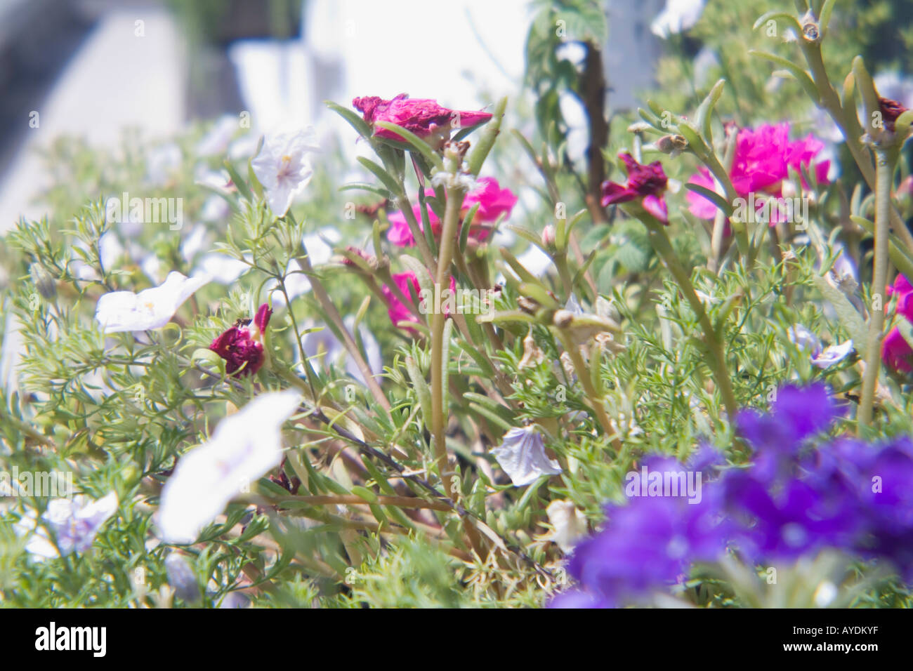 flowers Stock Photo