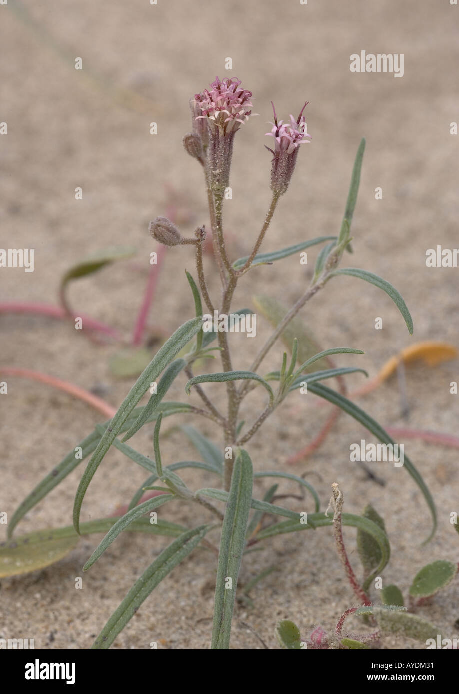 Spanish Needle Stock Photos & Spanish Needle Stock Images Alamy