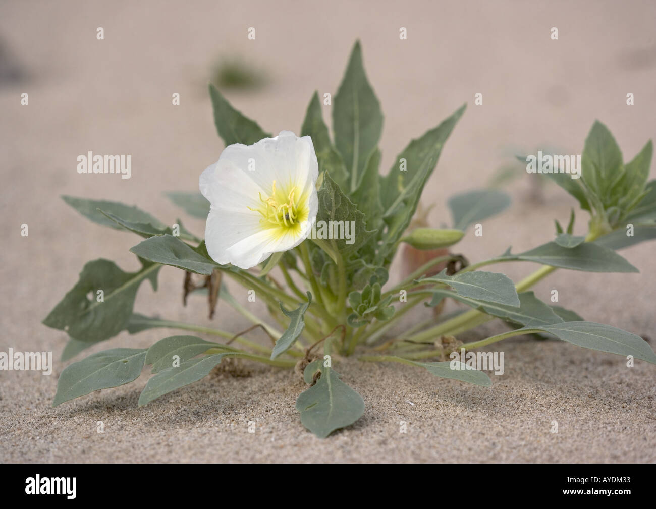 Dune evening primrose (Oenothera deltoides) in flower Stock Photo