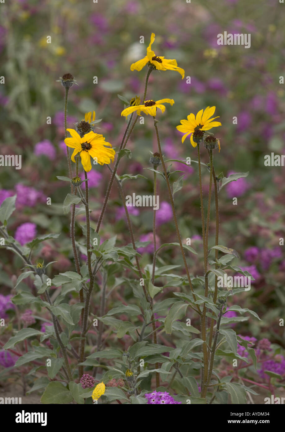 An annual sunflower in the desert Stock Photo