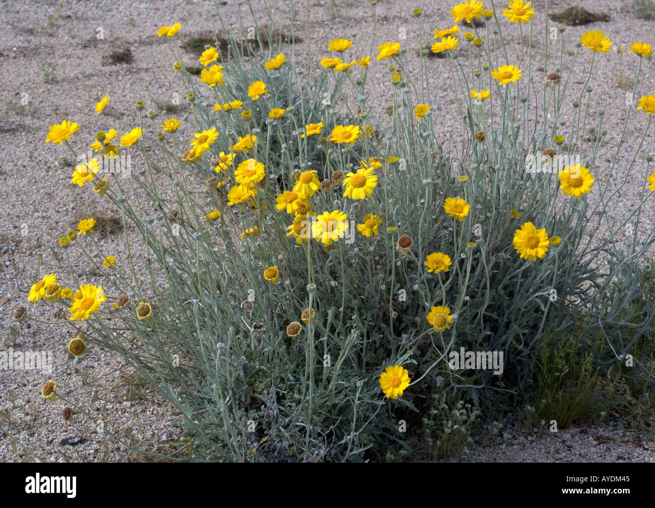Desert marigold (Baileya multiradiata) in flower, California Stock Photo