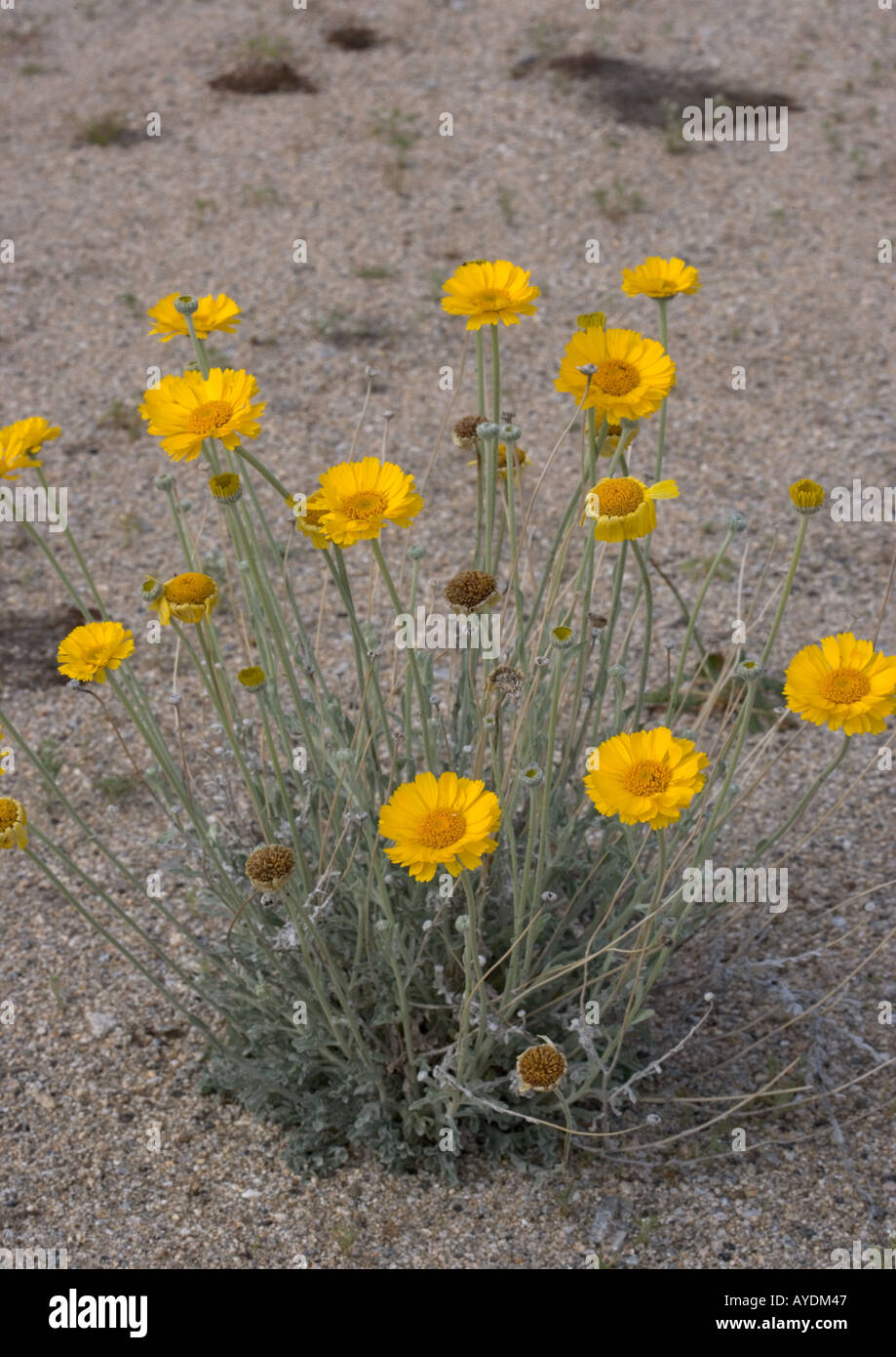 Desert marigold (Baileya multiradiata) in flower, California Stock Photo