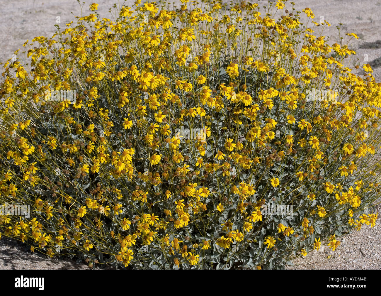 Brittle bush (Encelia farinosa) Desert sub shrub, California Stock