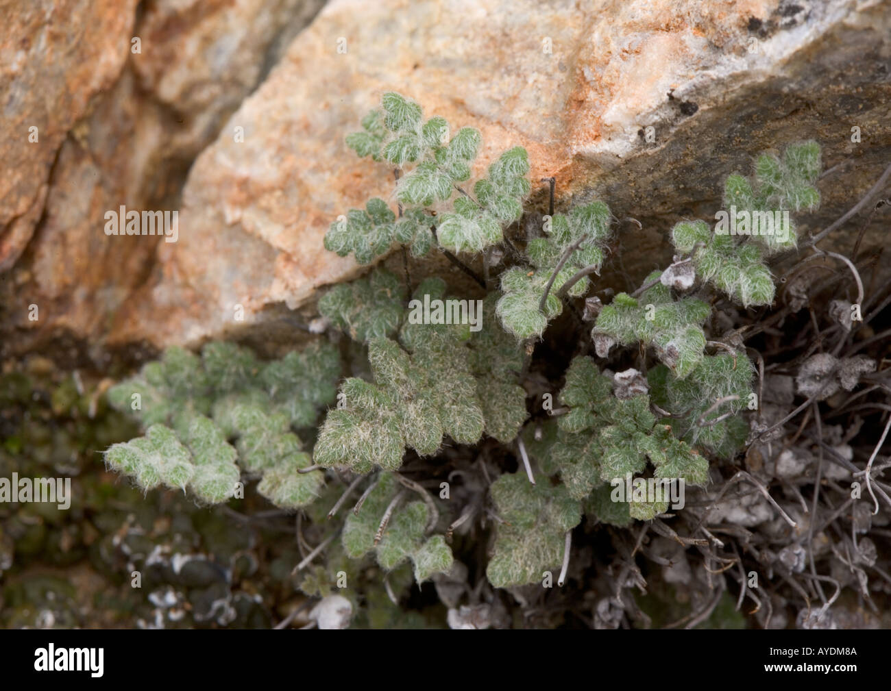 A fern in a desert canyon Stock Photo