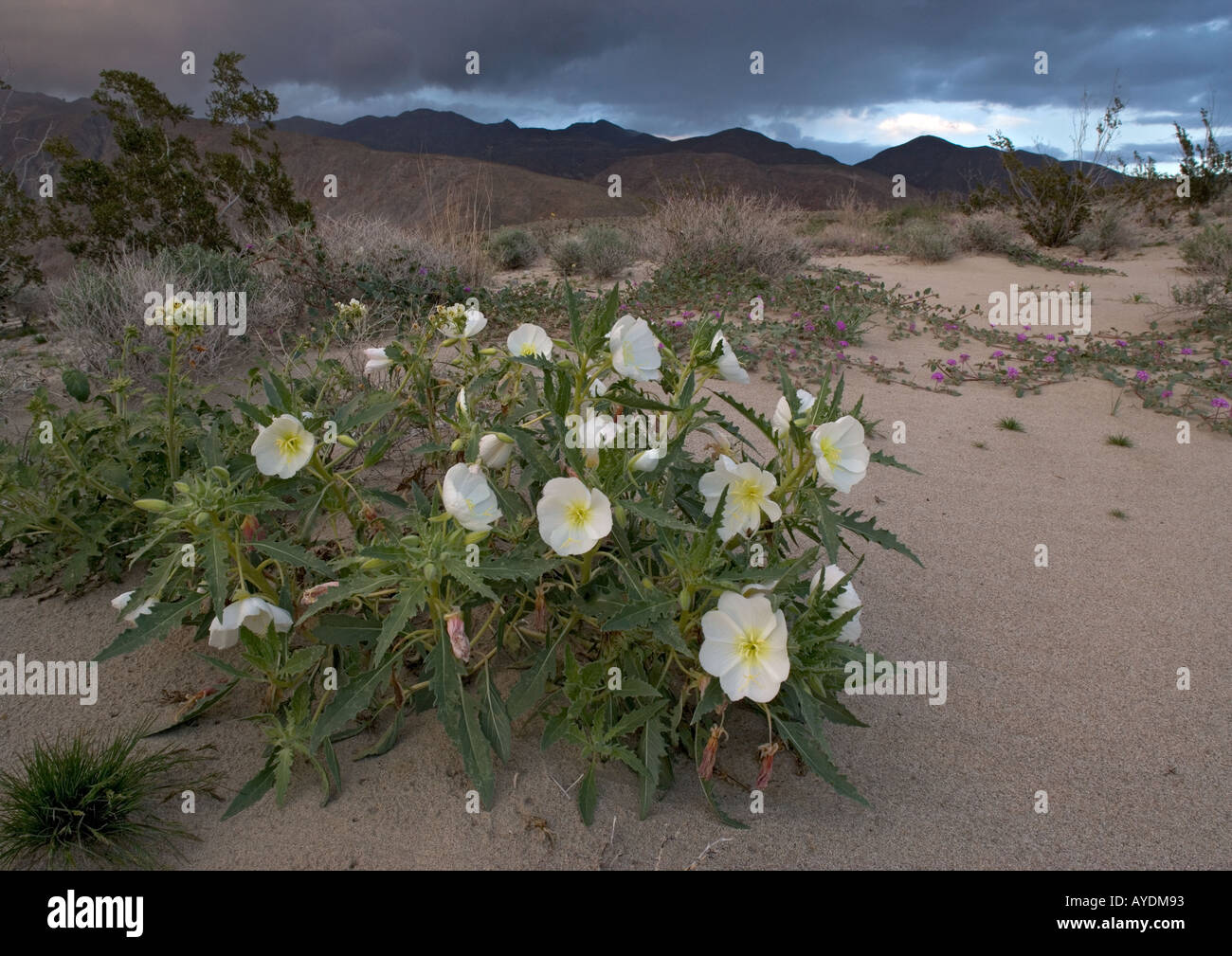 Dune evening primrose (Oenothera deltoides) in flower Stock Photo