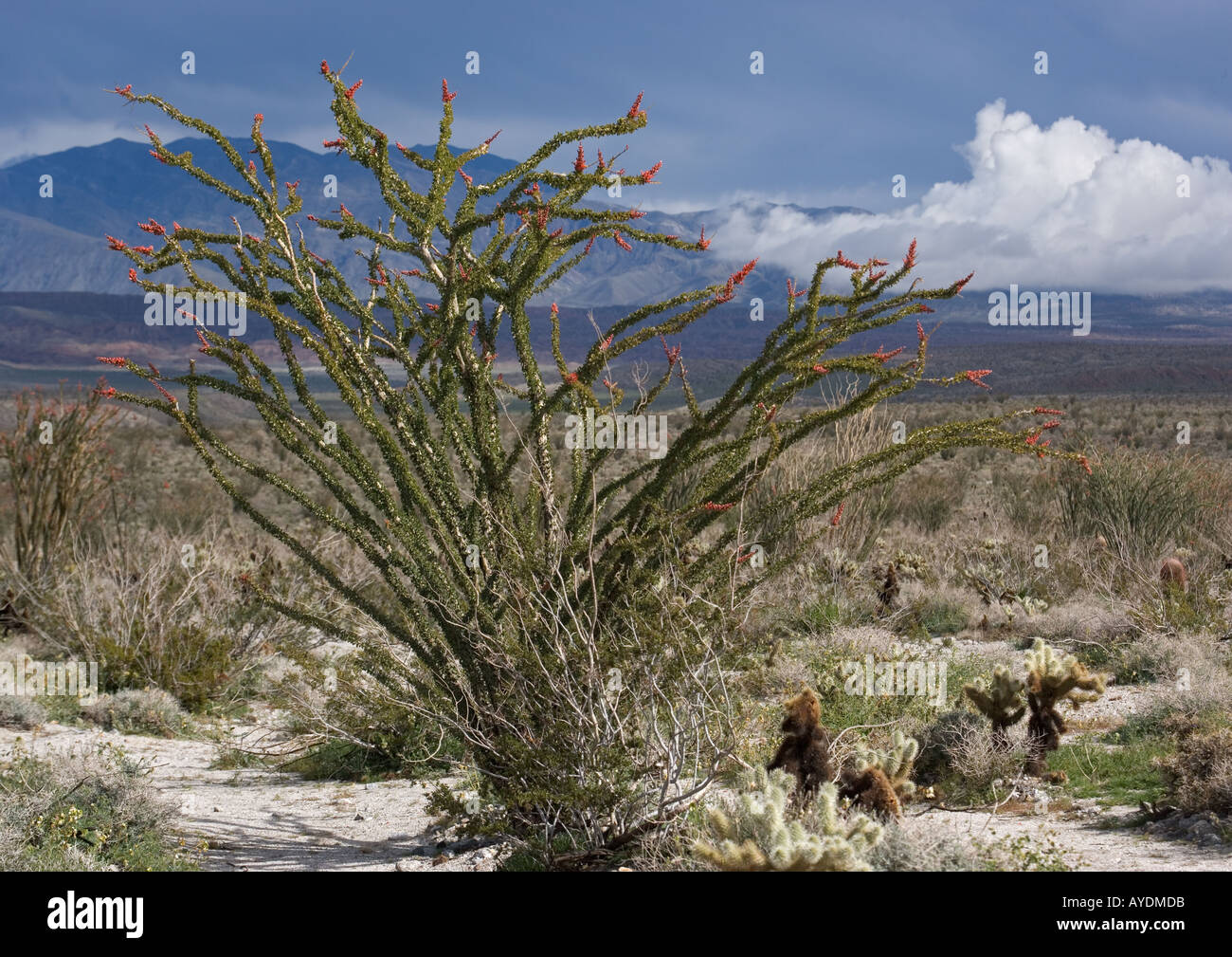 Ocotillo or candlewood (Fouquieria splendens). Adapted to desert life able to sprout leaves whenever it rains, California Stock Photo