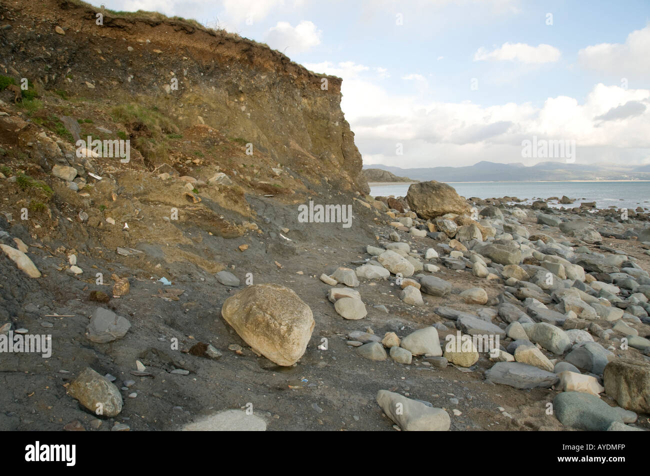 Erratic boulders embedded in glacial till exposed by coastal erosion on the cliff on Cricieth beach Gwynedd north wales Stock Photo
