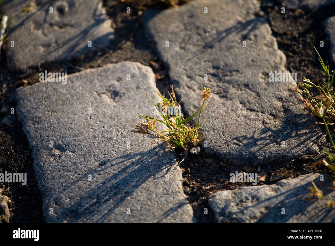 weeds in crack in sidewalk Stock Photo Alamy