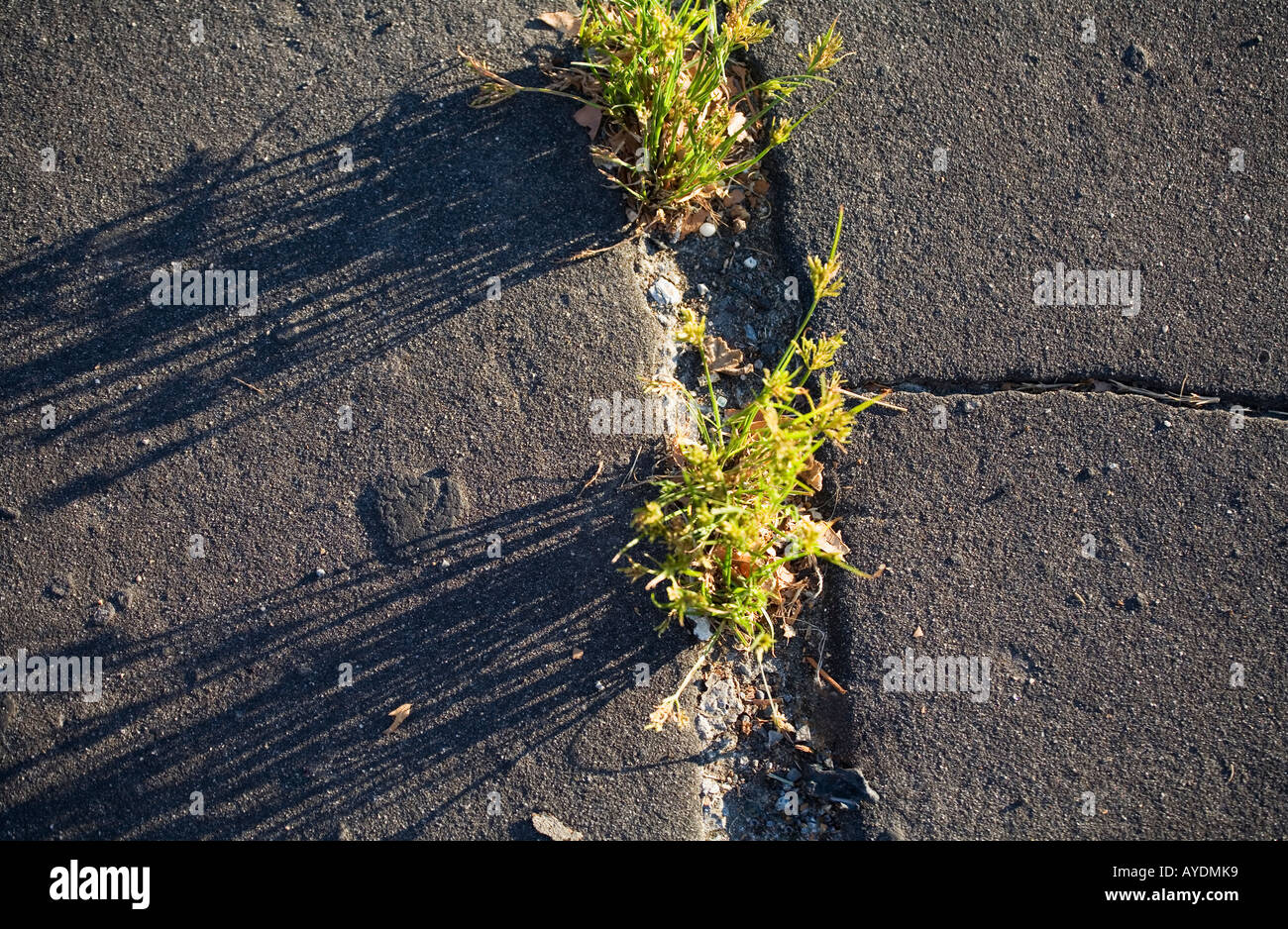 weeds in crack in sidewalk Stock Photo Alamy
